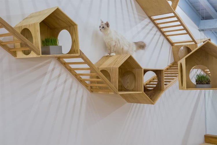 This Cat Cafe in Shanghai Boasts a Stylish Arrangement of Wooden Ladders and Cute Hideouts