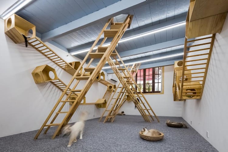 This Cat Cafe in Shanghai Boasts a Stylish Arrangement of Wooden Ladders and Cute Hideouts