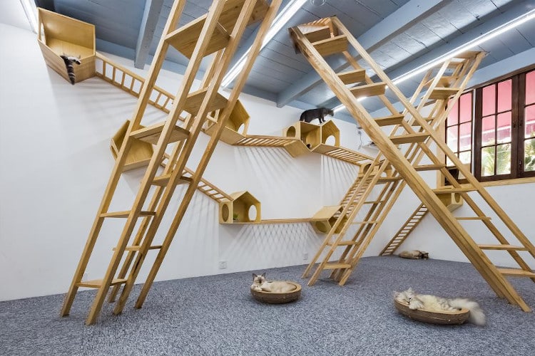 This Cat Cafe in Shanghai Boasts a Stylish Arrangement of Wooden Ladders and Cute Hideouts