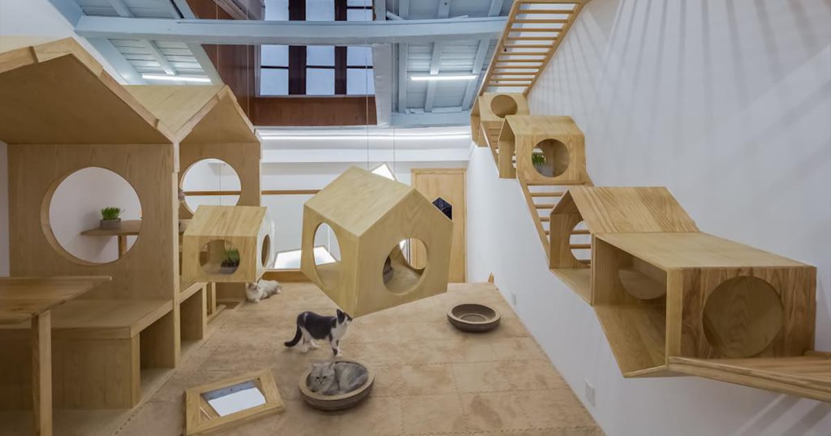 Cat Café in Shanghai is the Pawfect Hangout for Adventurous Felines