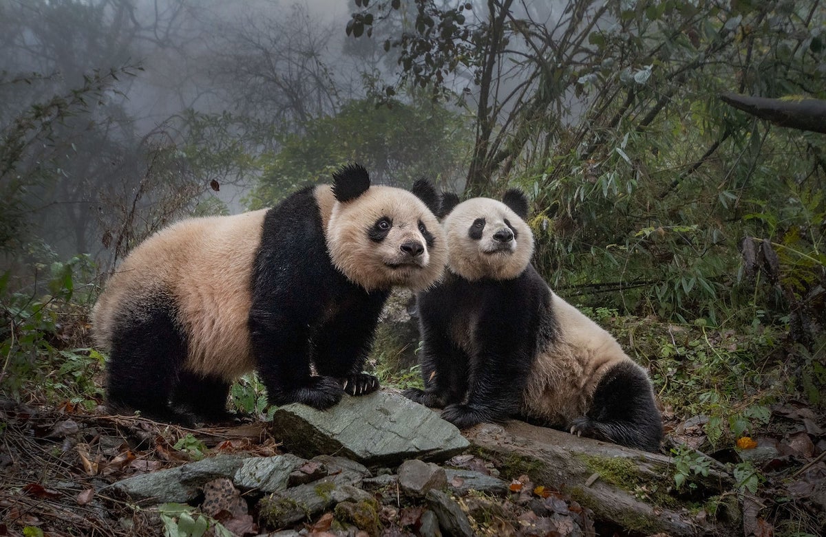 Panda Photo by Ami Vitale