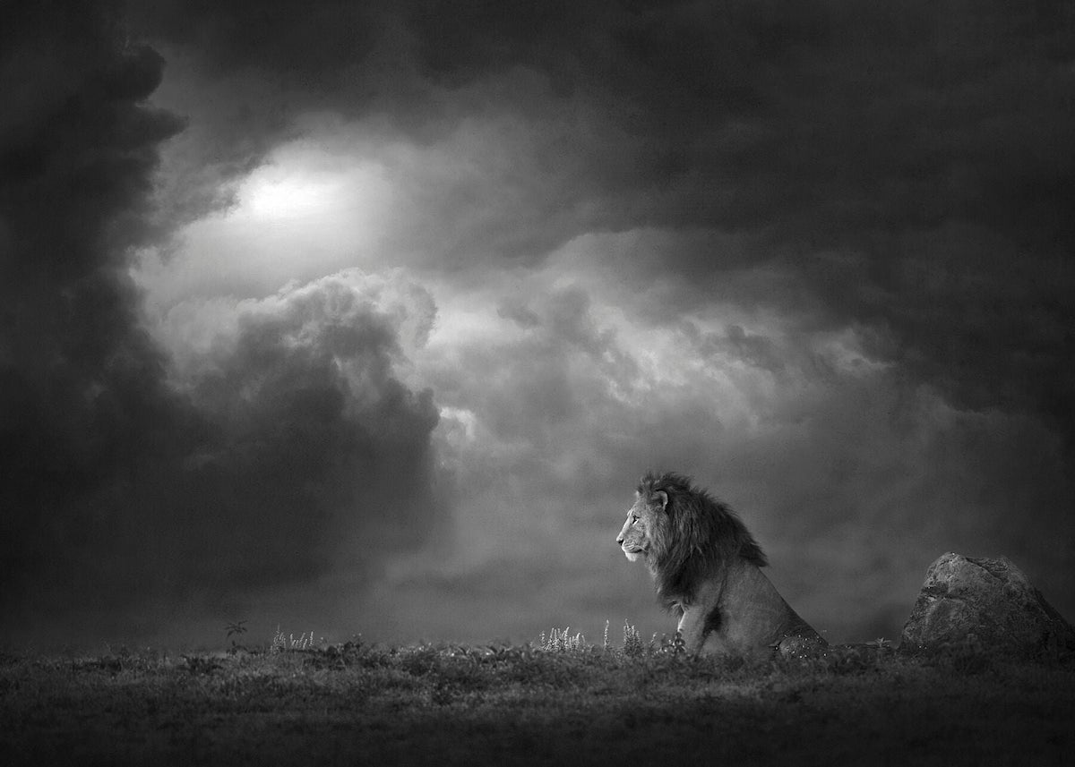 Black and White Portrait of a Lion Framed by Clouds by Shaaz Jung