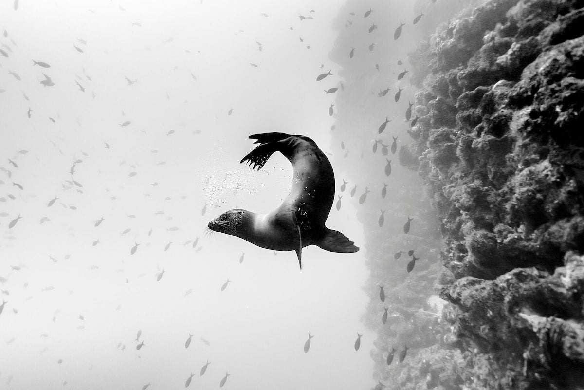 Black and White Photo of a Sea Lion by Christian Vizl