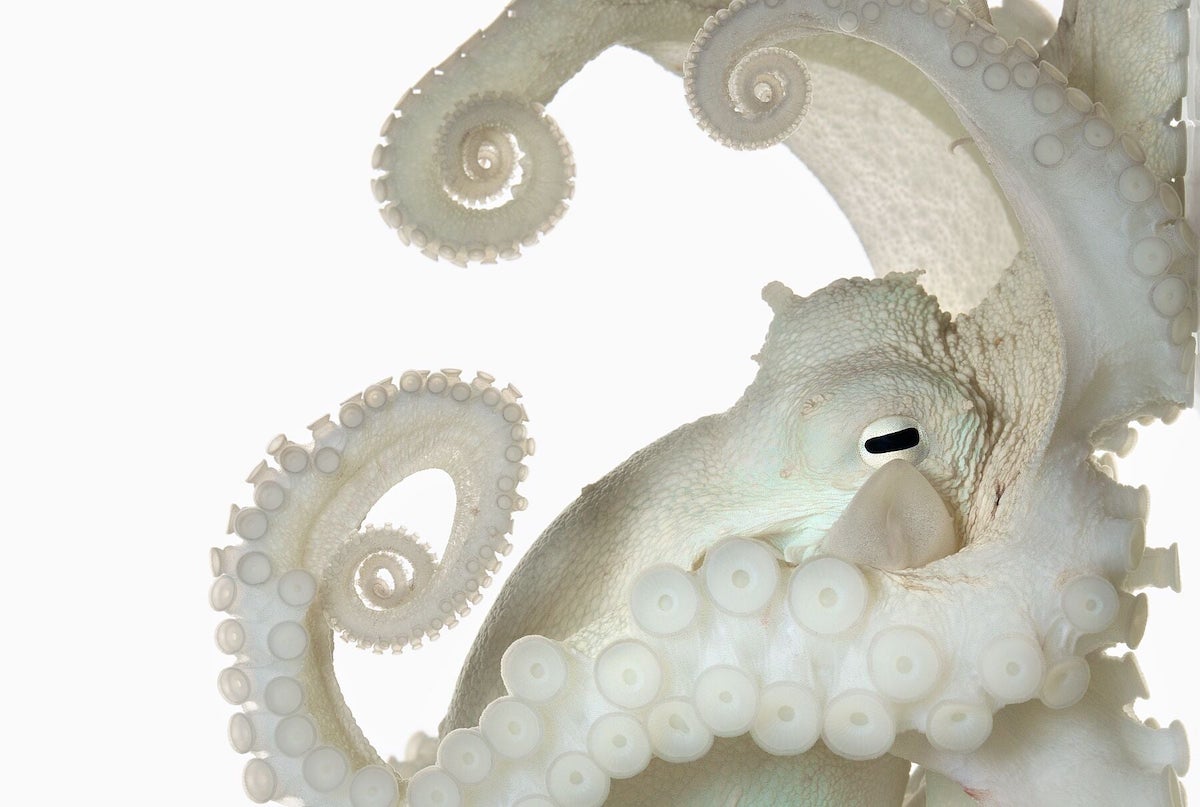 Octopus Vulgaris Portrait