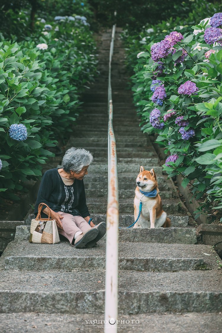 Photos of Grandmother and Her Shiba Inu