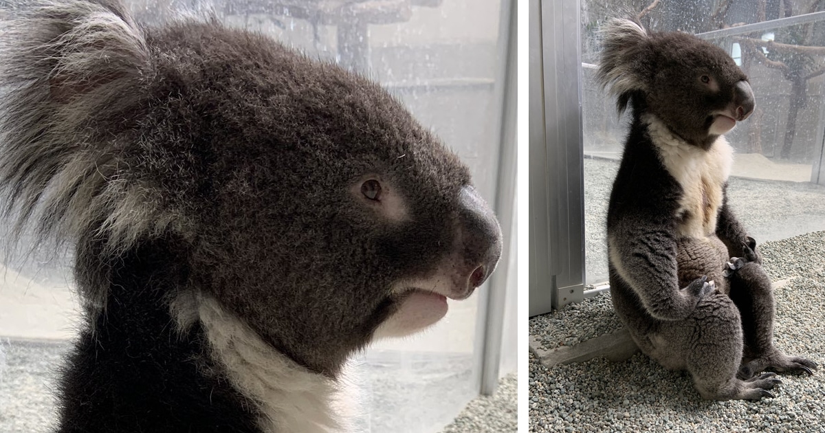 Koala Poses Like He’s Lost in His Thoughts and Goes Viral