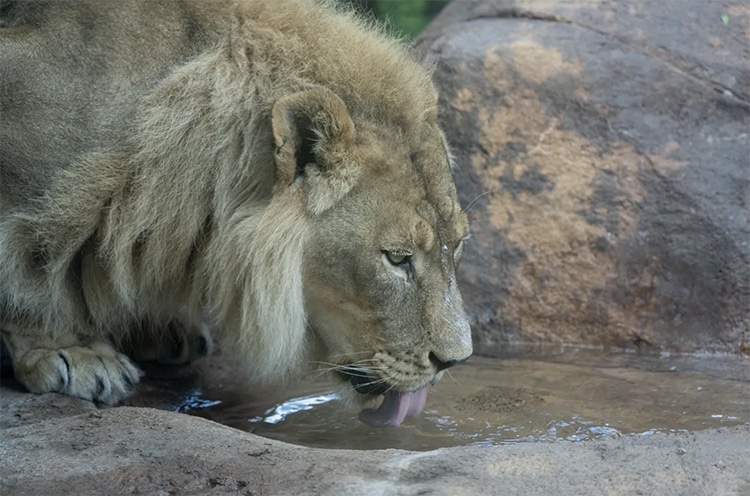 18-Year-Old Lioness Named Zuri Grows a Mane at Kansas Zoo