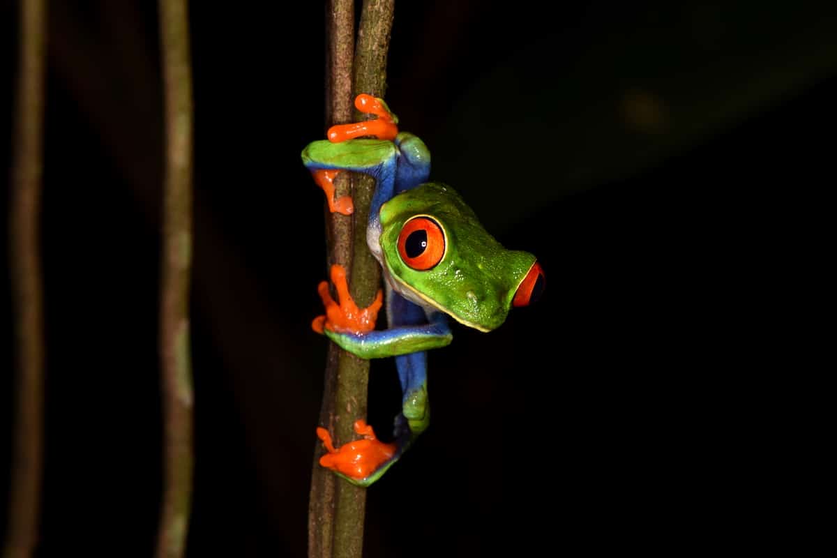 Red-Eyed Tree Frog Clinging to a Branch