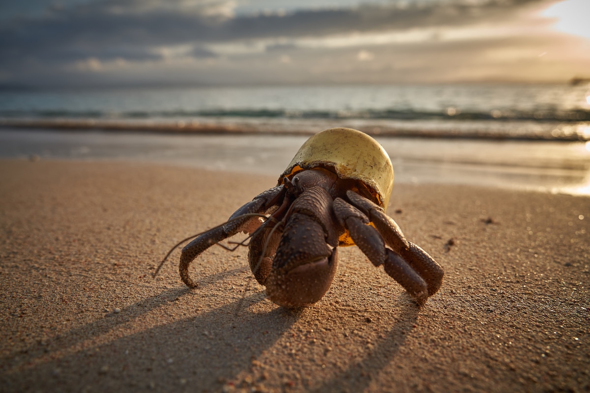 Hermit Crab Using Plastic Bottle Cap at a Shell