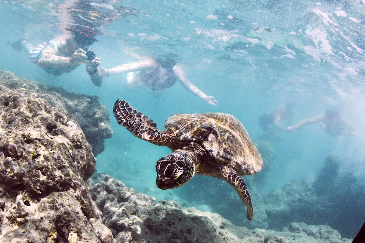 Turtle Swimming in Reef While Tourists Photograph It