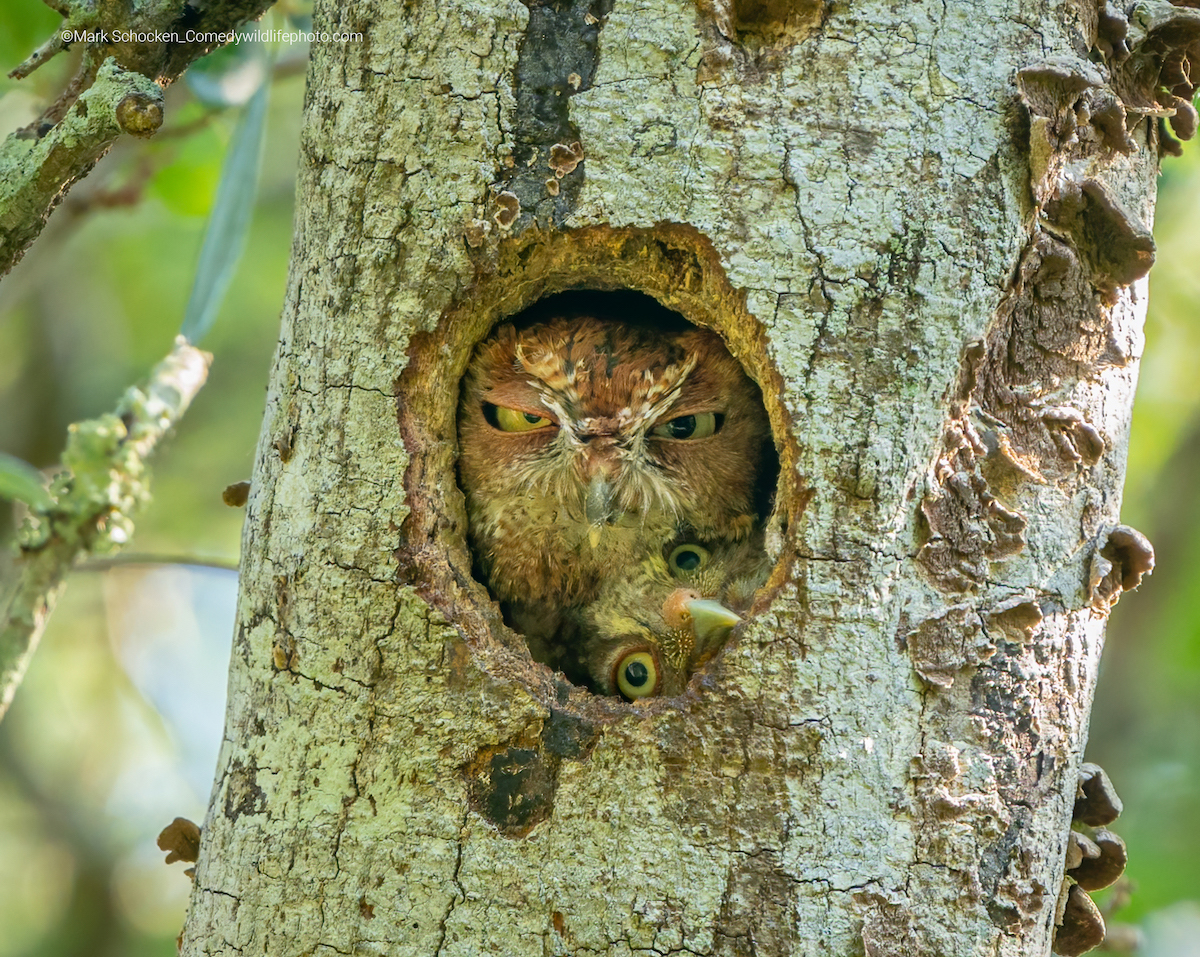 Eastern screech owls squeezed into a nest together