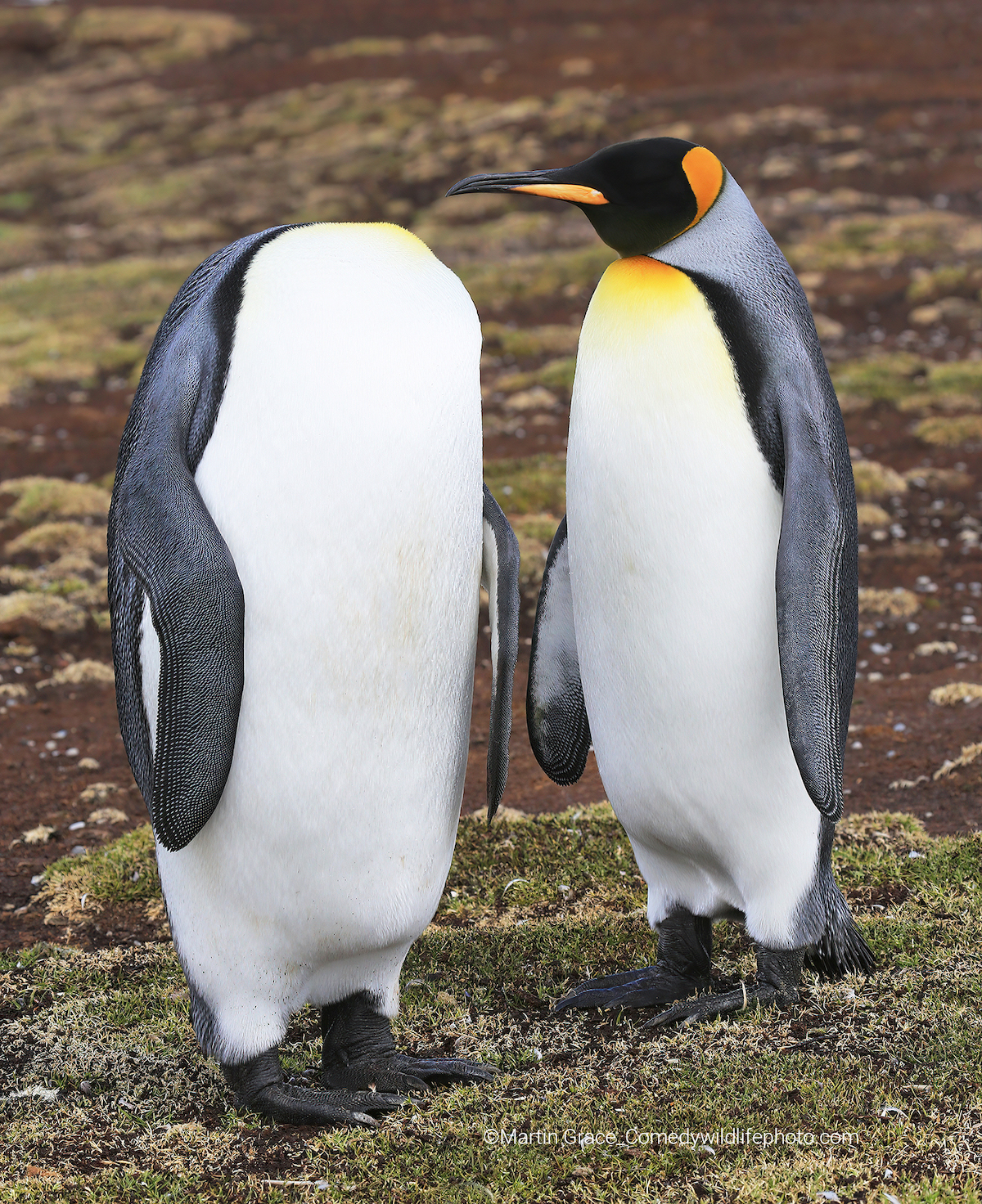 Two funny penguins