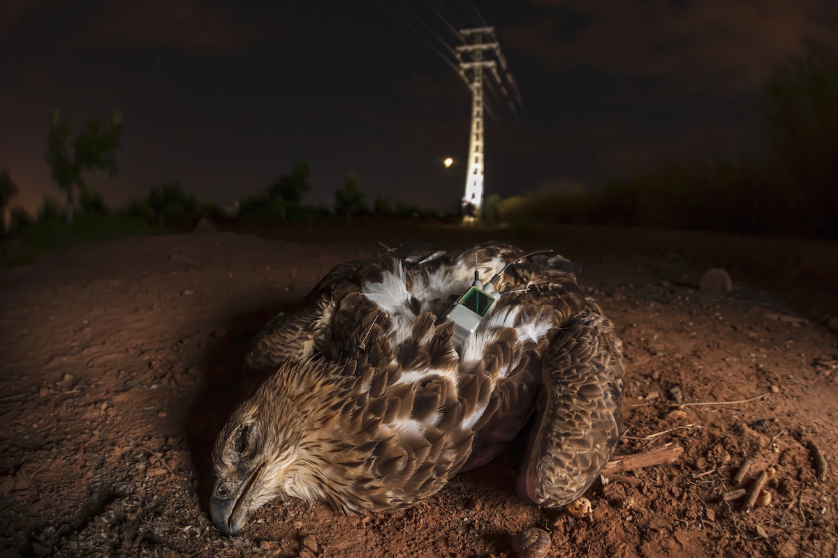 A female Bonelli's eagle, "Bruma", lays dead in the dirt after being electrocuted by powerlines looming in the distance.