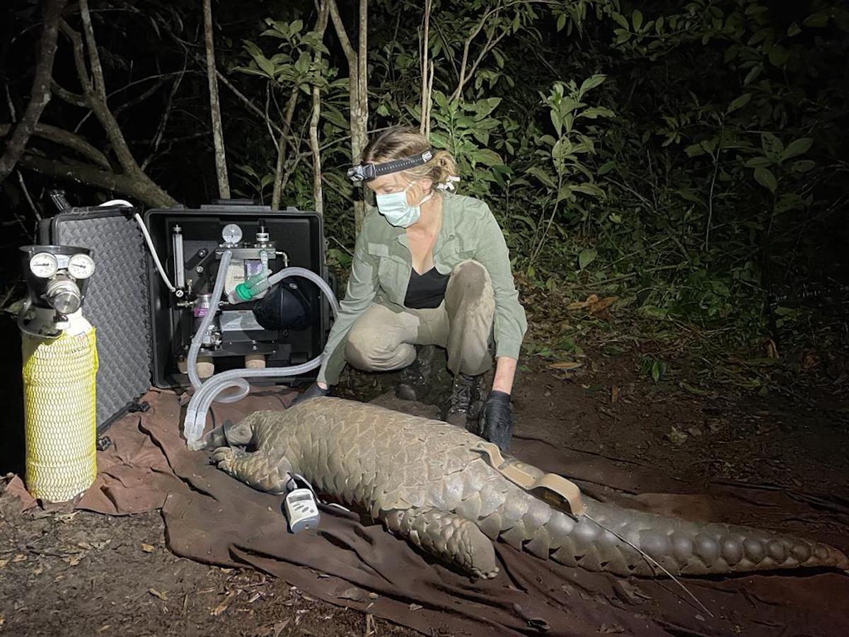 Fitting a GPS to a Male Giant Pangolin