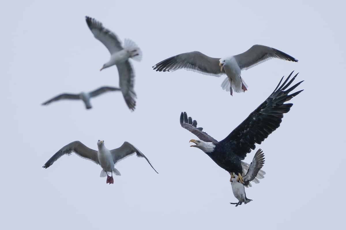 Bald Eagle and Western Gulls Flying