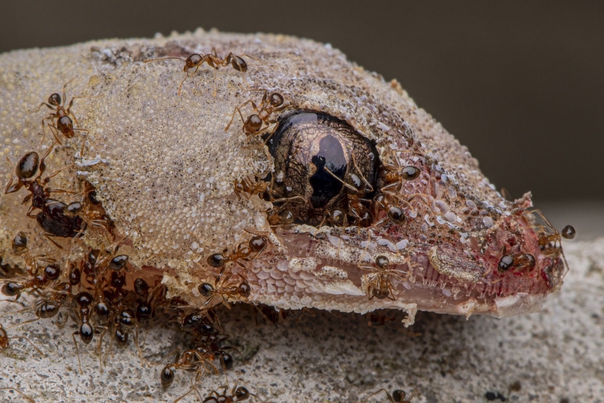 Fire Ants Eating a Gecko