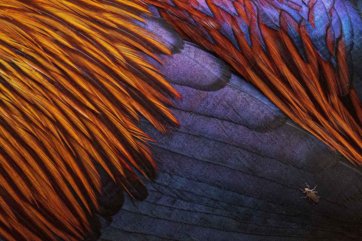 Close Up Image of Sri Lanka Junglefowl Plumage