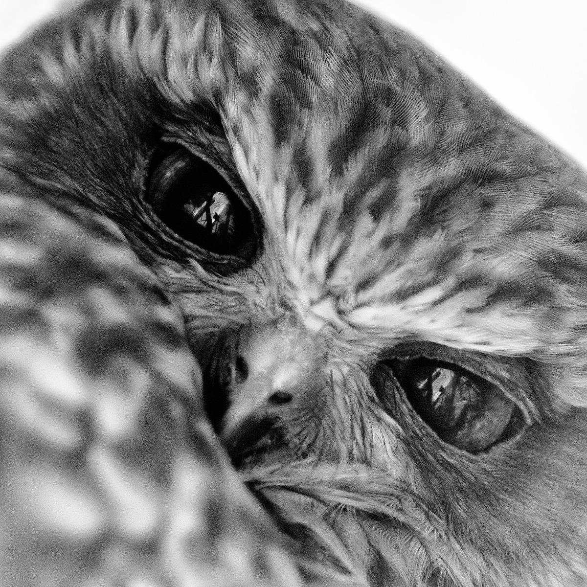 A close up portrait of a wild Australian Boobook Owl