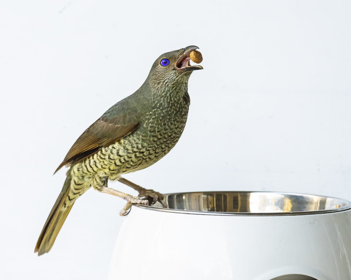 Satin Bowerbird Perched on a Bowl