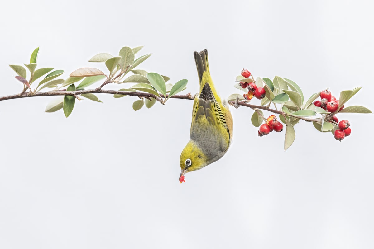 Silvereye Bird Eating a Berry on a Twig