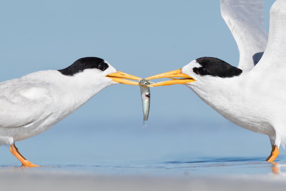 Two Fairy Terns Eating a Fish