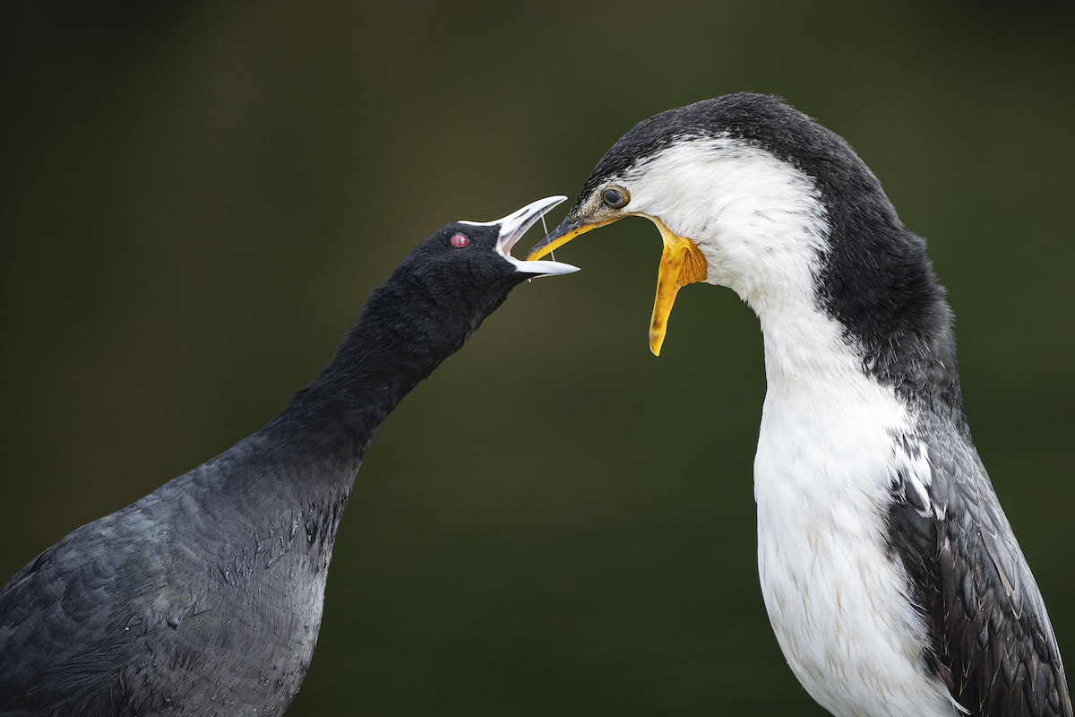 Eurasian Coot and Little Pied Cormorant Eating Together