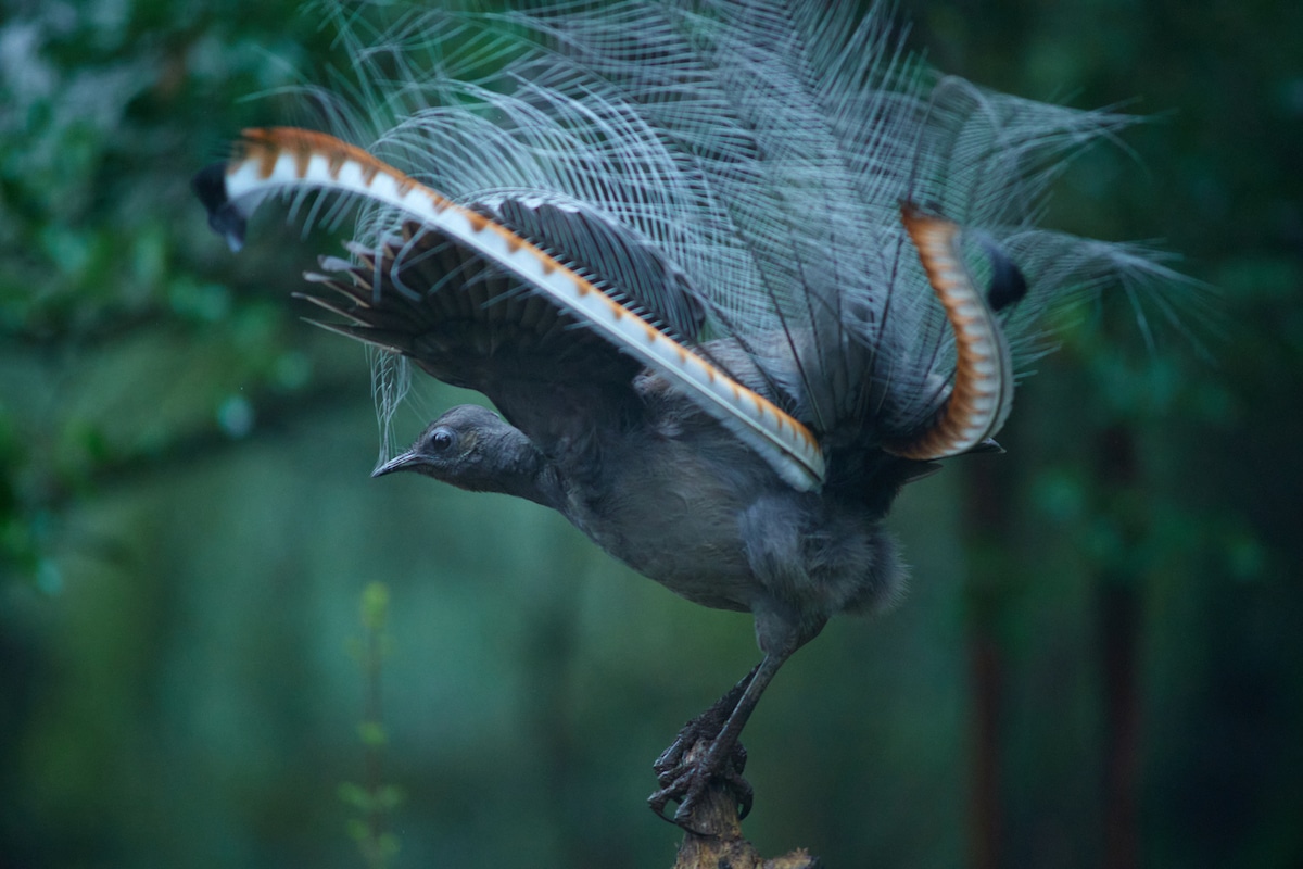 Portrait of Superb Lyrebird