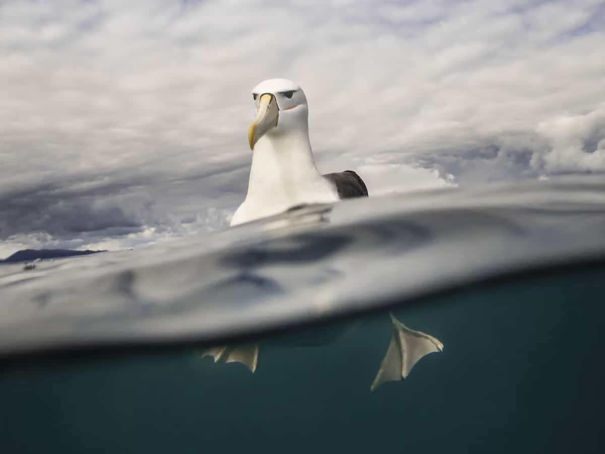 Shy Albatross Paddling in Water