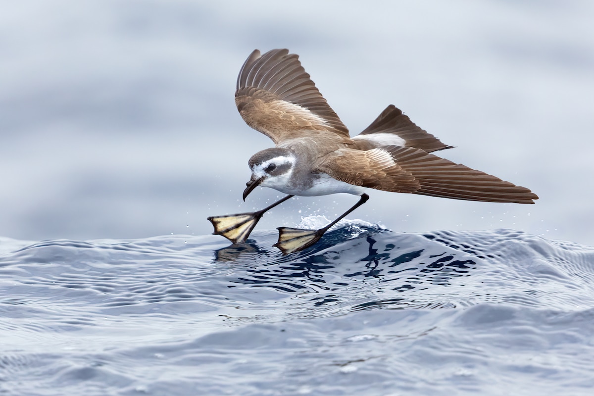 A flying white-faced storm petrel skiing on the water