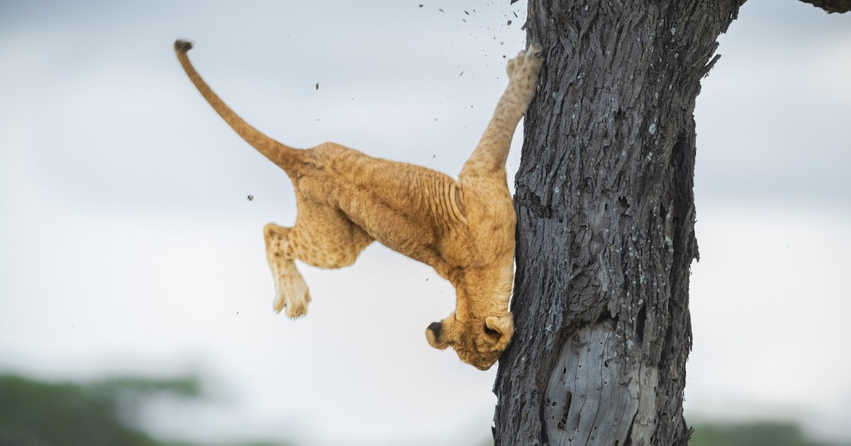 Silly Winning Pics from 2022 Comedy Wildlife Photography Awards