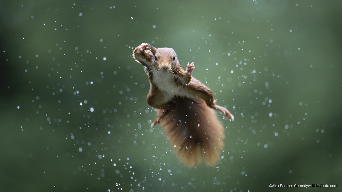 Red squirrel jumping during a rainstorm