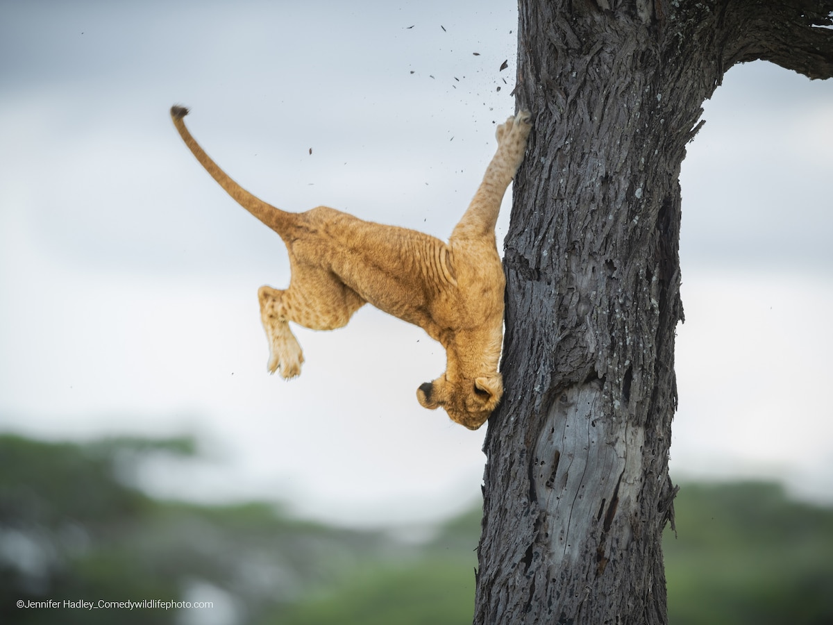 Three Month Old Lion Cub Trying to Jump Up a Tree