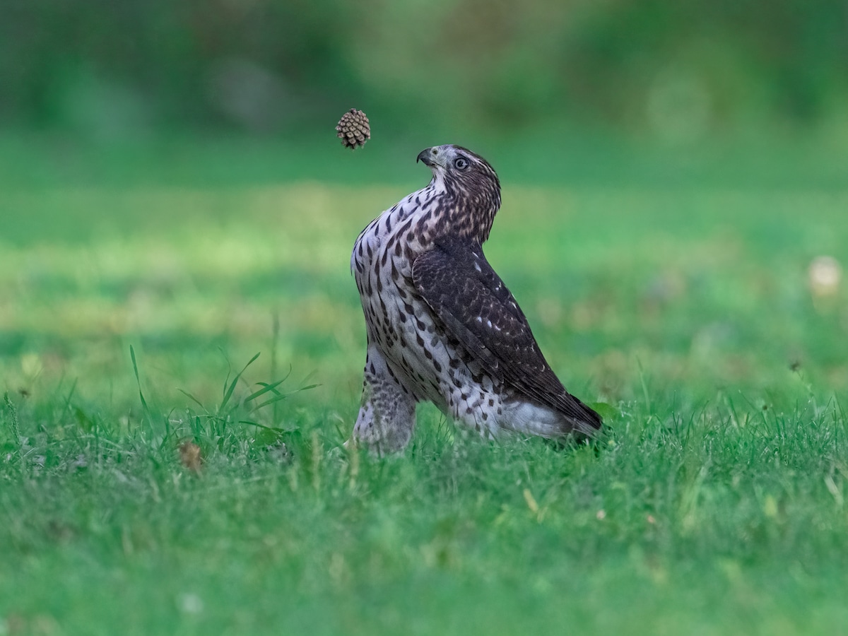 Cooper's Hawk Playing with a Pinecone