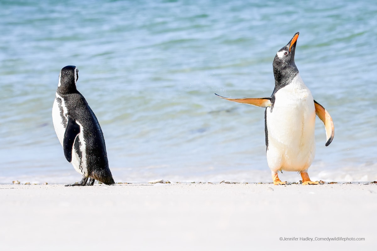 Two Gentoo Penguins on a Beach at the Falkland Islands