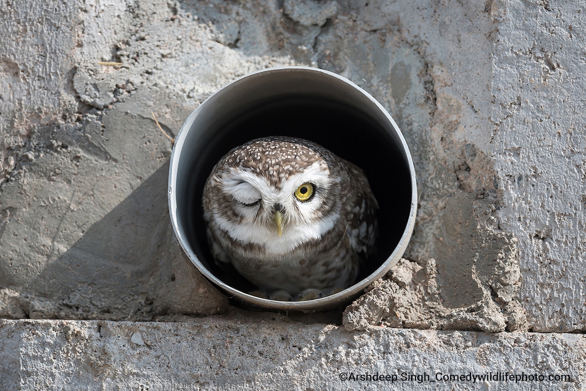 Owl "Winking" in a Drainpipe