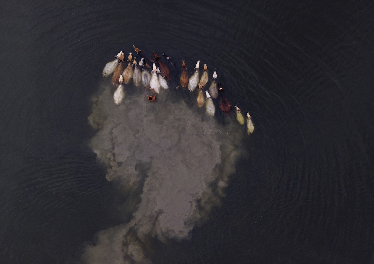 Animals Being Guided Across Flooded River