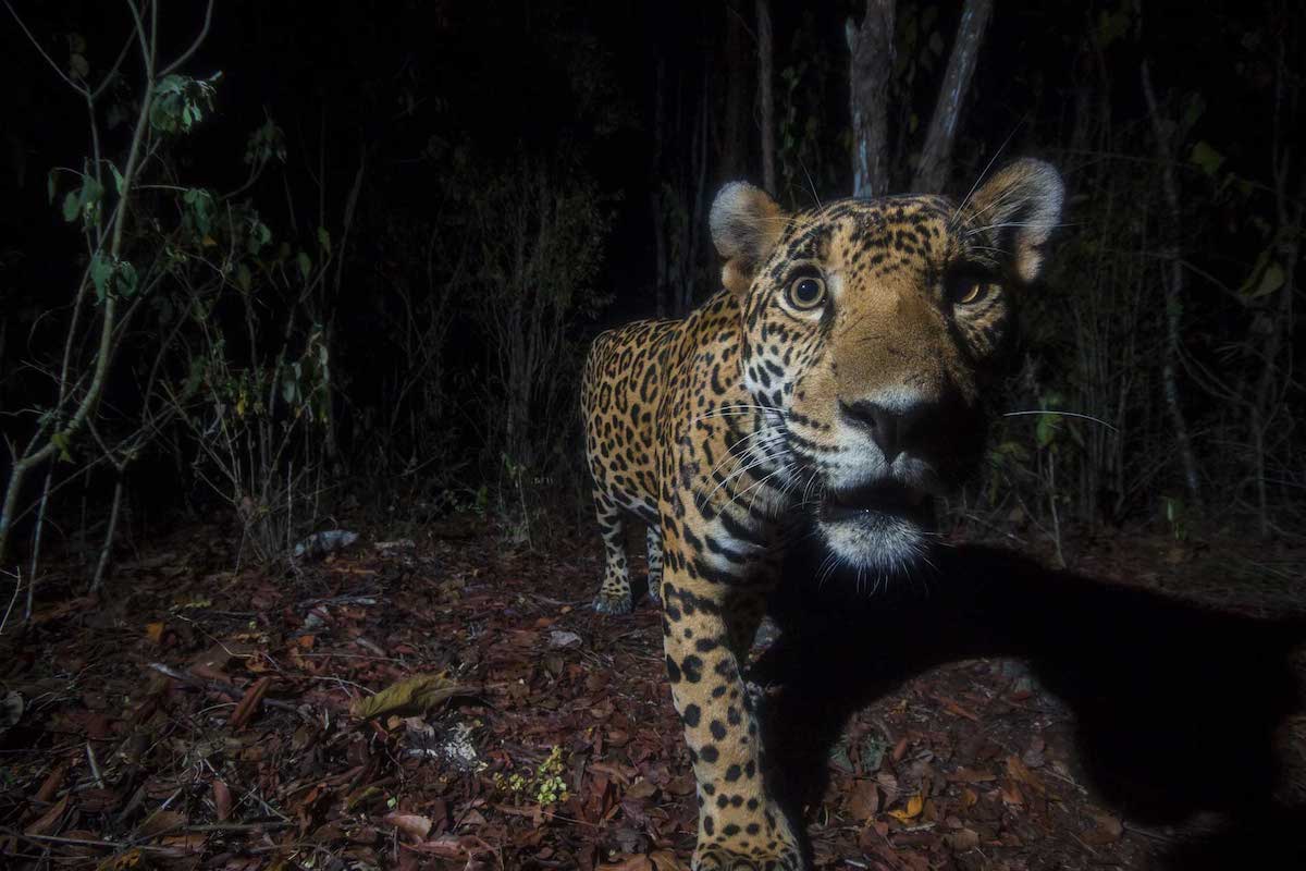 A Jaguar walks past a camera trap in the Mayan jungle of Quintana Roo, Mexico.