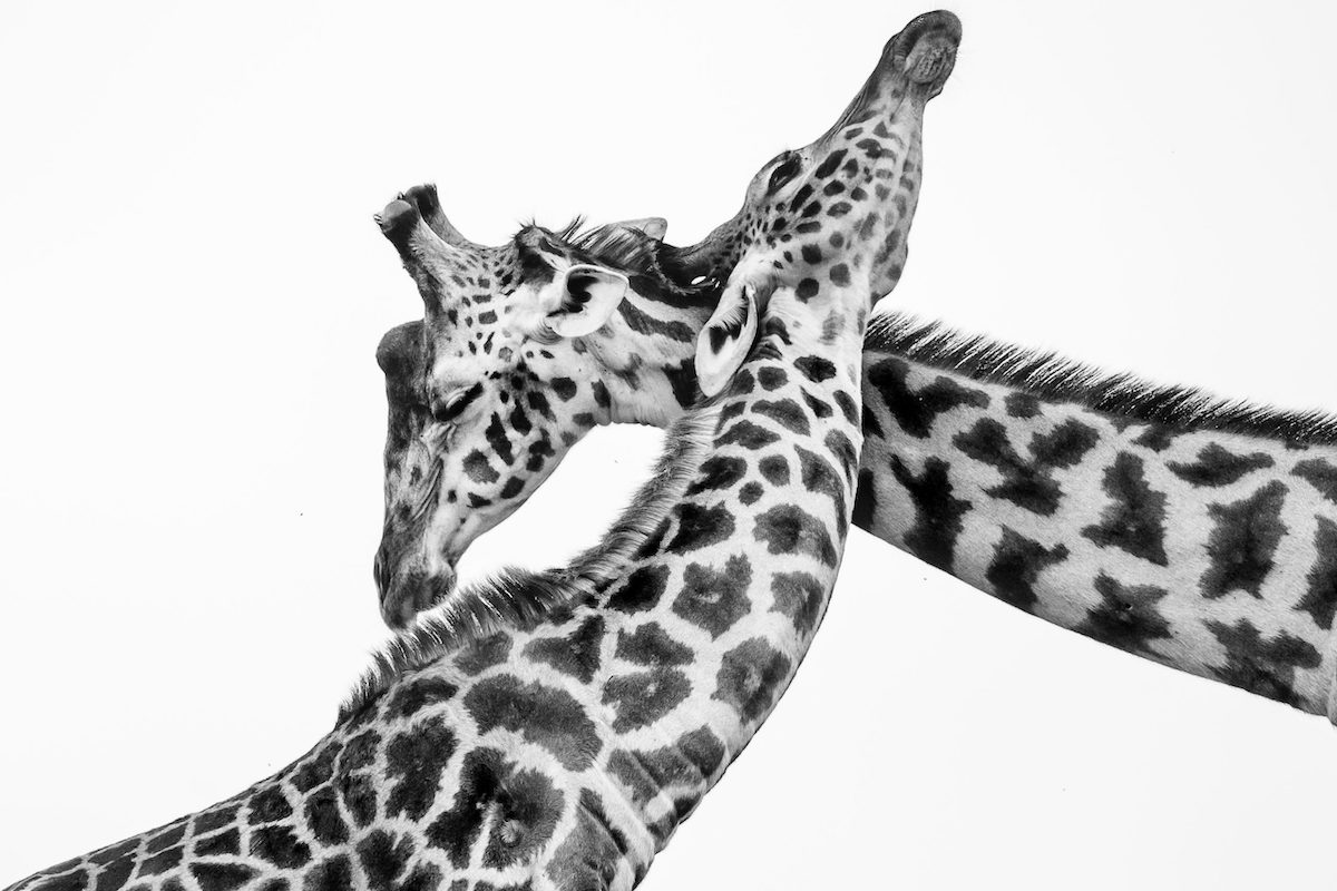 Two Adult Giraffes Necking at the Maasai Mara