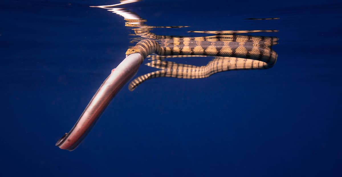 Striped Sea Snake Latching Onto Its Catch