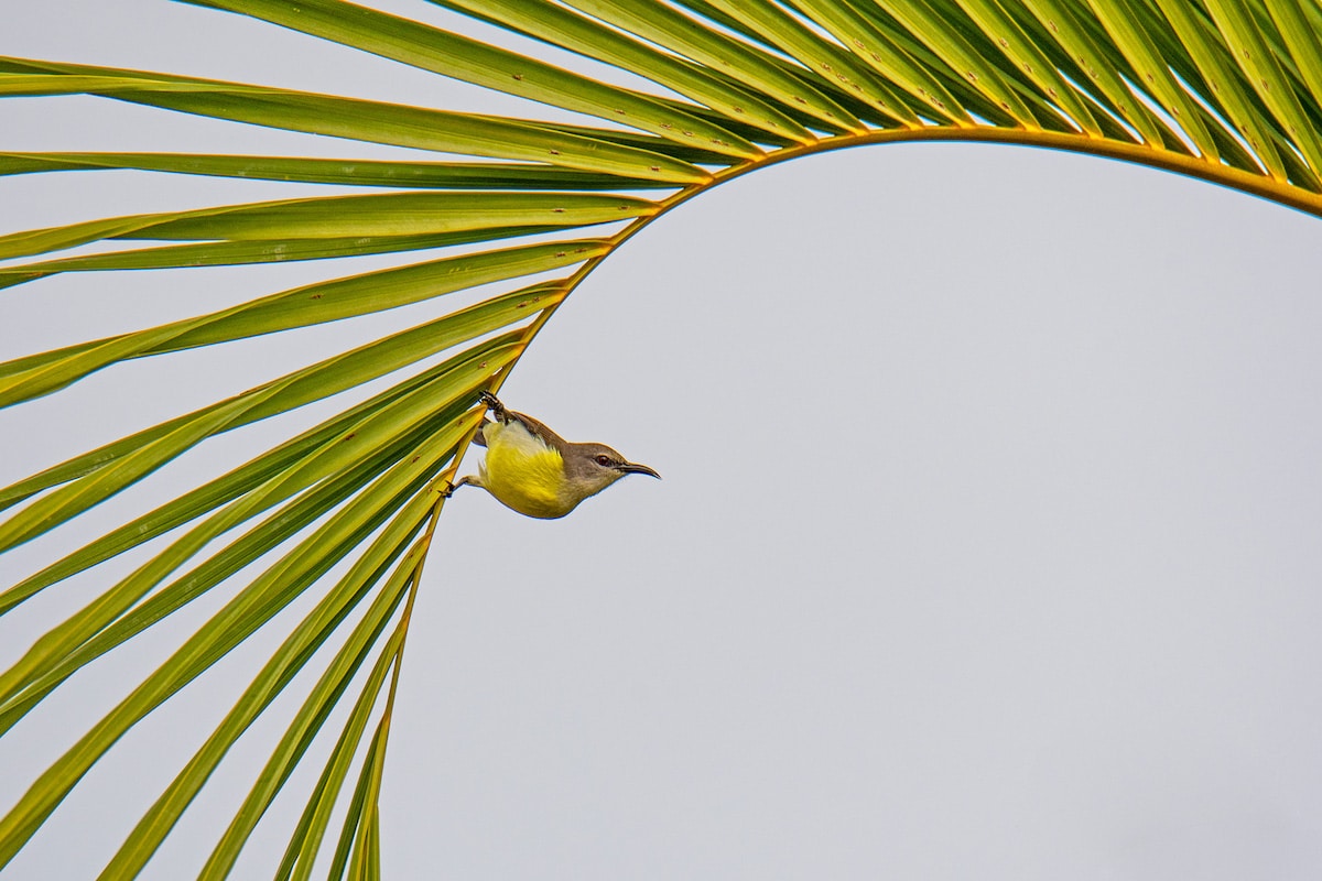 Female Purple Sunbird on the Edge of a Coconut Frond