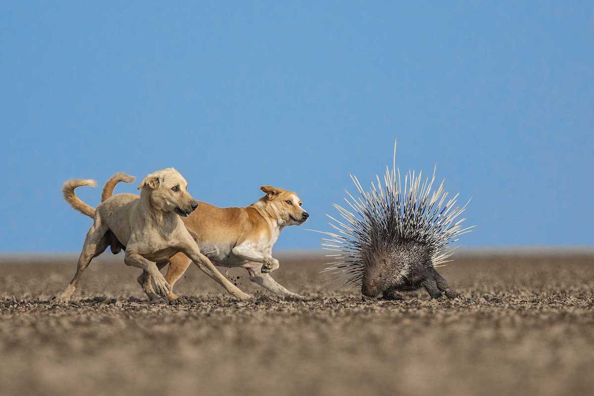 Feral Dogs Attacking an Indian Crested Porcupine