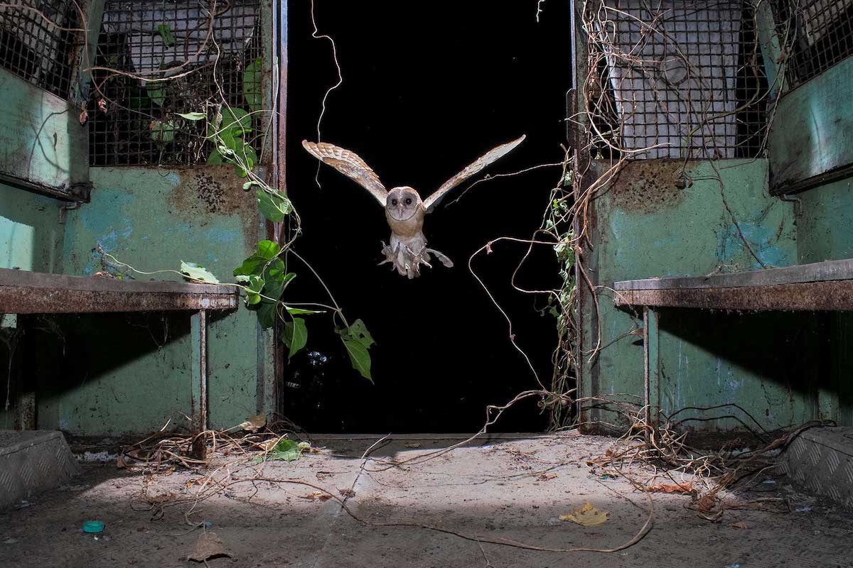 Barn Owl flying into an abandoned Mumbai Police van