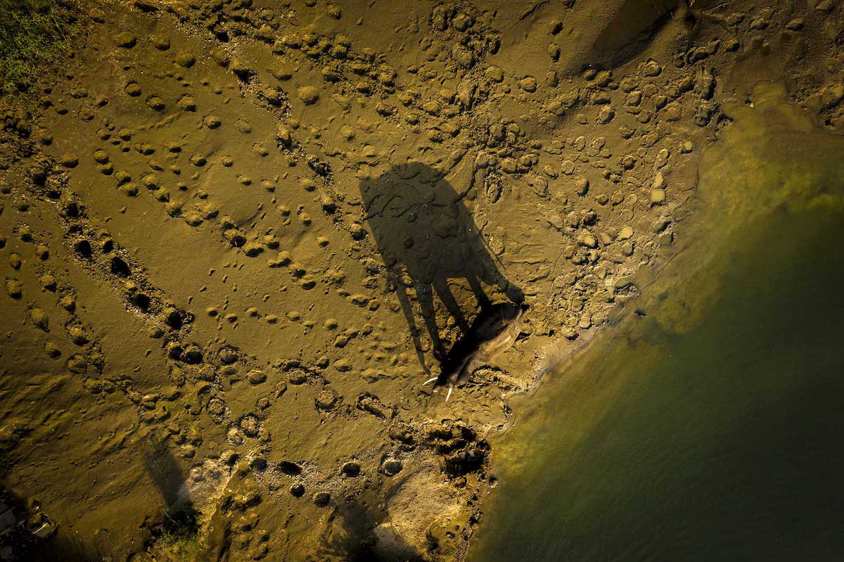 Aerial Photo of Elephant in Sri Lanka Along a Riverbank
