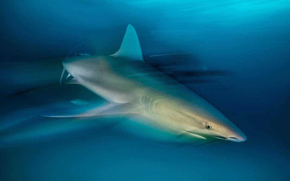 Caribbean Reef Shark