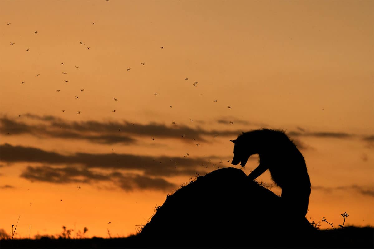 Spotted Hyena Climbing on Termite Hill