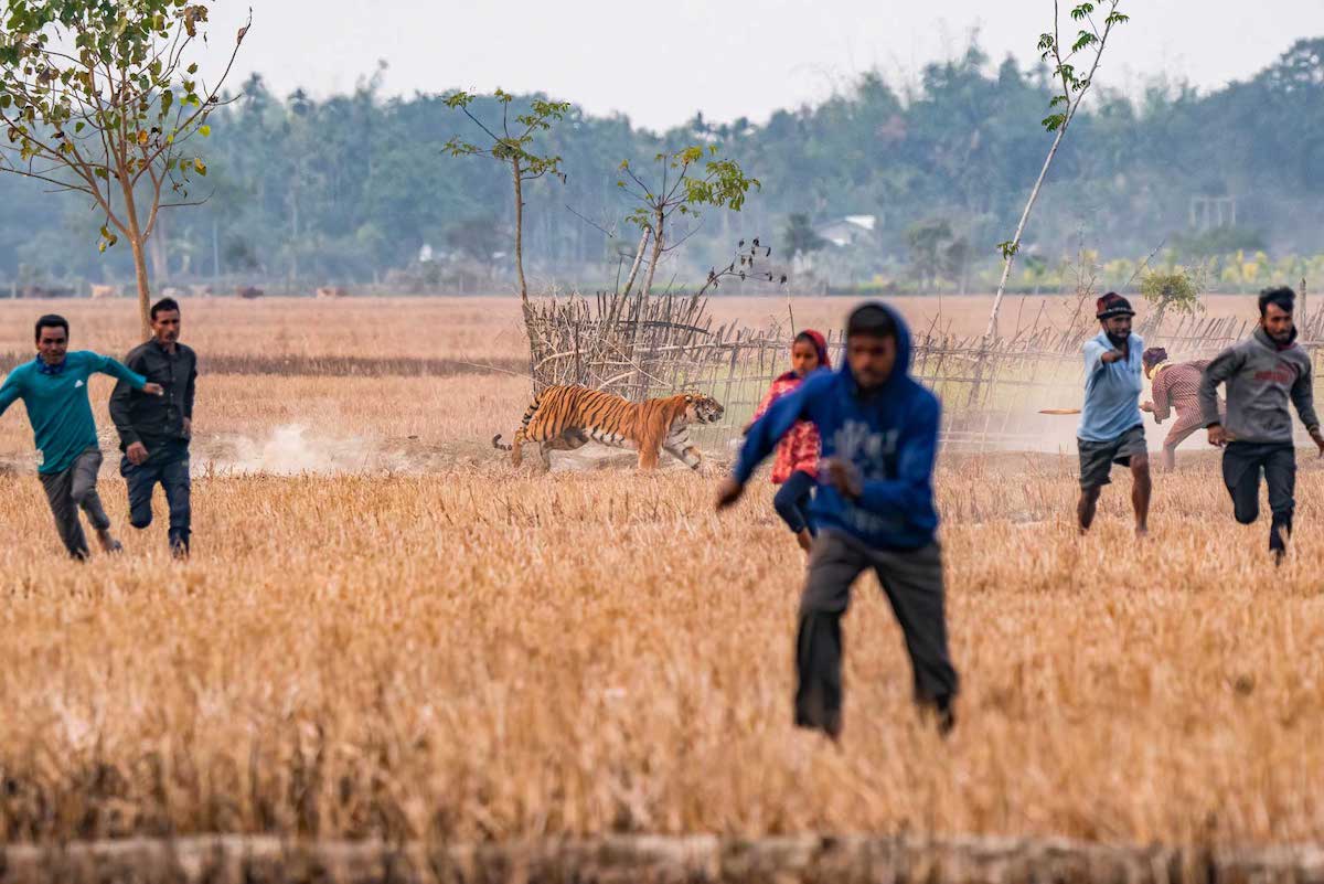 People Fleeing a Tigress in India