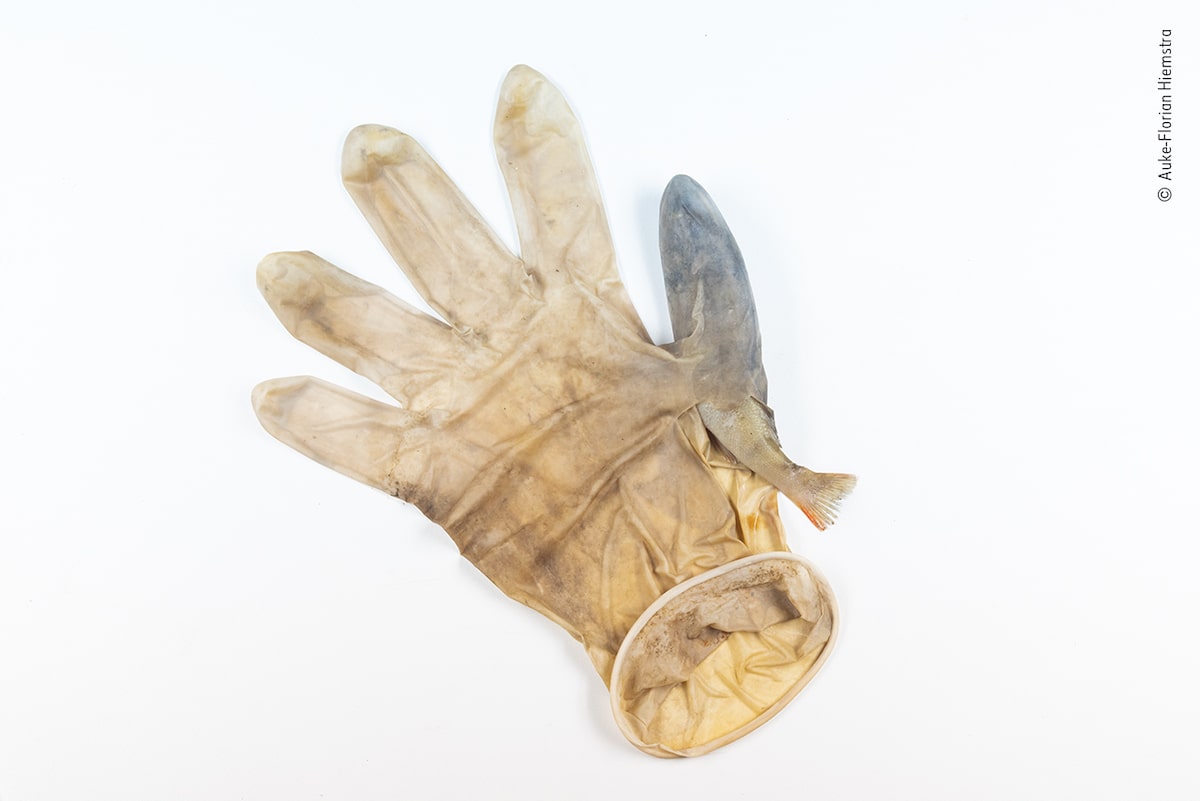 Fish Caught in a Disposable Glove