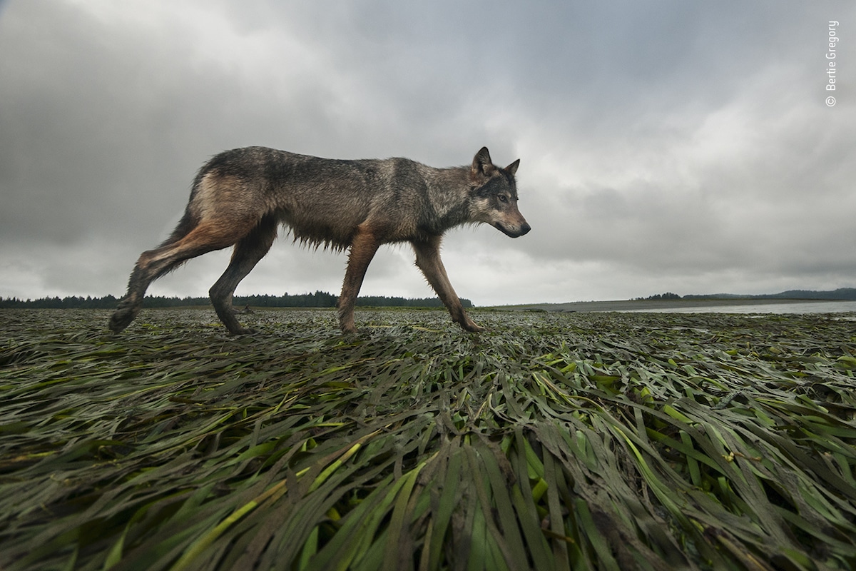 Female Grey Wolf on the Shoreline of Vancouver Island