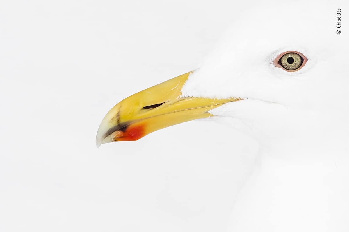 Minimalist Portrait of Glaucous-Winged Gull in Hokkaido