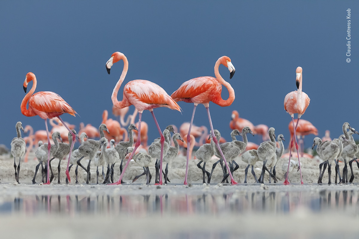 Breeding colony of Caribbean, or American, flamingos, in Ría Lagartos Biosphere Reserve, on the Yucatán Peninsula, Mexico